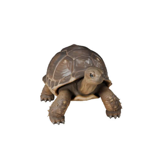 Realistic Tortoise 3D Model - Rigged PBR Asset for Games | PBR