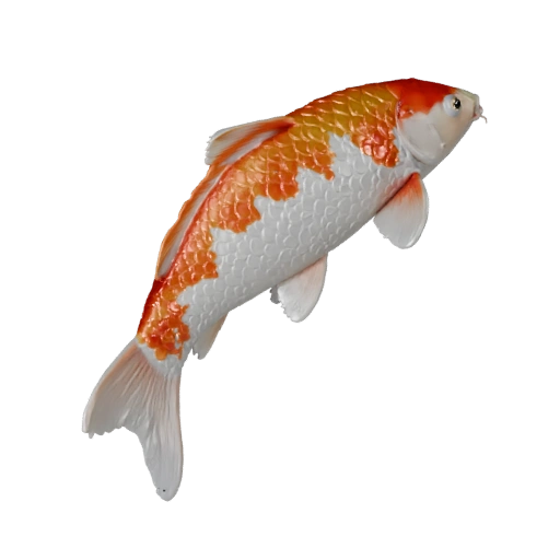 Modelo 3D de Peixe Koi para Blender - Asset PBR com Texturas | PBR