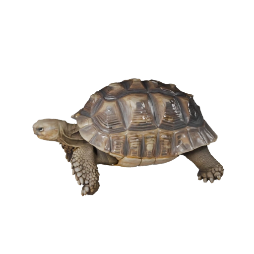 Realistic Desert Tortoise 3D Model - Rigged PBR Asset for Games