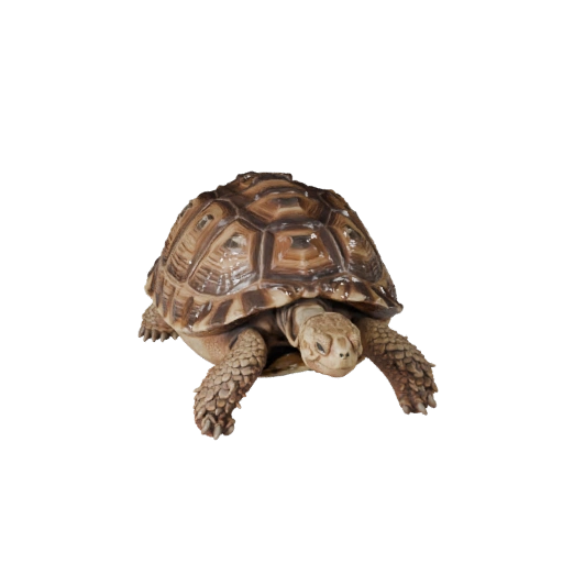 High Poly Desert Tortoise 3D Model - Detailed STL Asset for Printing
