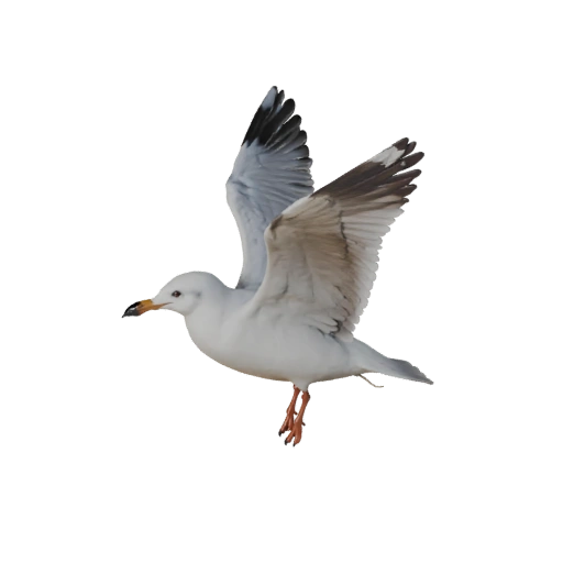 Seagull 3D Model for Unity - Game Ready Asset, FBX | Royalty-Free