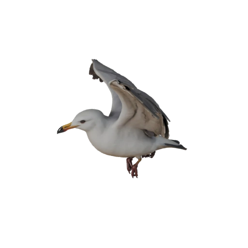 Realistic Seagull 3D Model - Rigged PBR Asset for Games | PBR