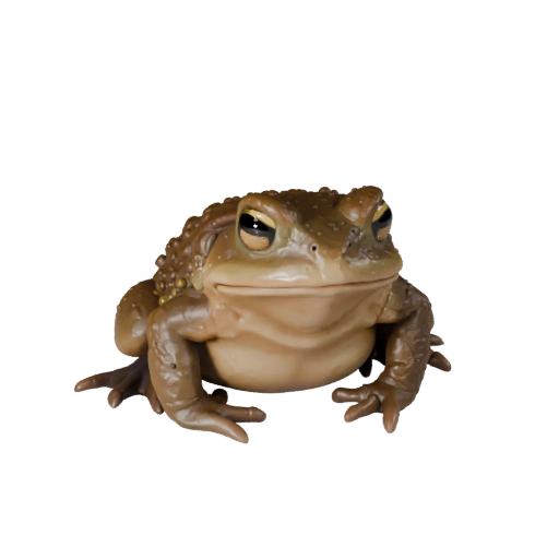 Realistic Toad 3D Model - Rigged PBR Asset for Games | Royalty-Free