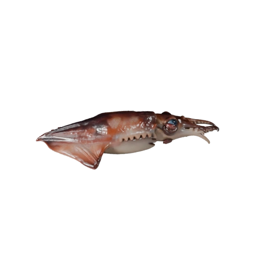 Realistic Squid 3D Model - Rigged PBR Asset for Games | Royalty-Free