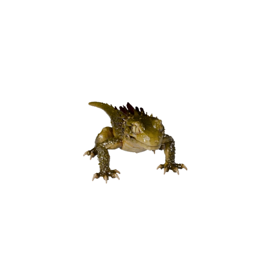 Low Poly Gecko 3D Model - Unity Game Asset with FBX | Royalty-Free