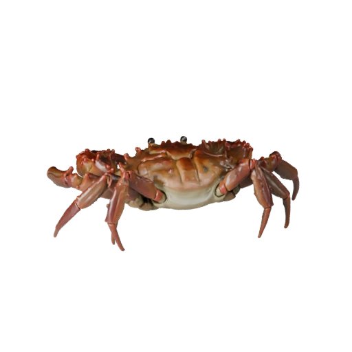 Crab 3D Model for Blender - PBR Asset with Textures | Royalty-Free