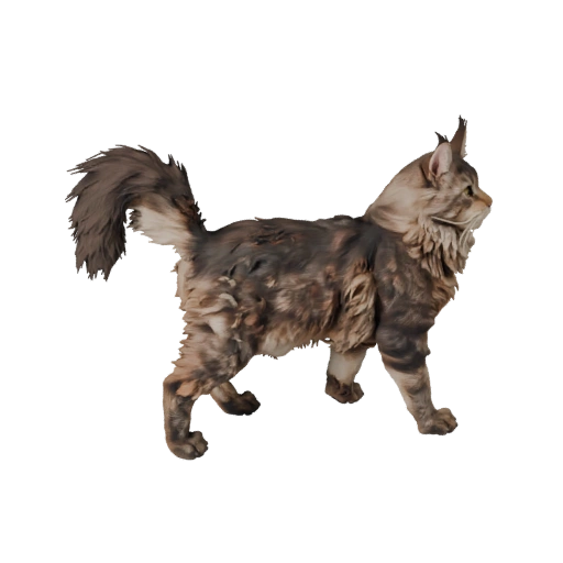 Maine Coon 3D Model for Blender - PBR Asset with Textures | PBR