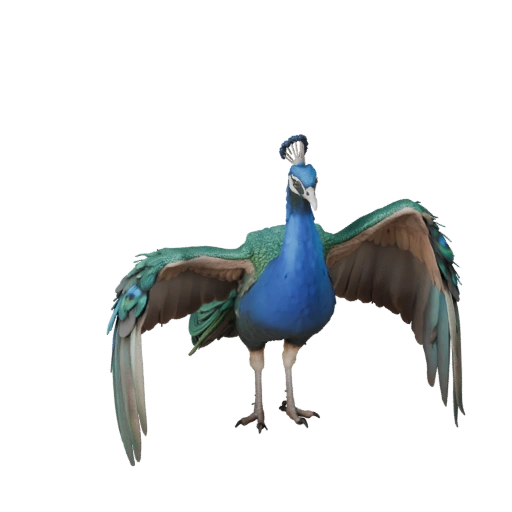 Modelo 3D de Pavo Real Realista - Activo PBR Rigged para Juegos | PBR