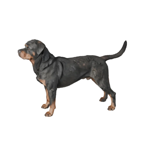 Rottweiler Dog 3D Model for Unity - Game Ready Asset, FBX | PBR