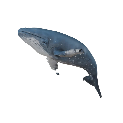 Humpback Whale 3D Model for Blender - PBR Asset with Textures