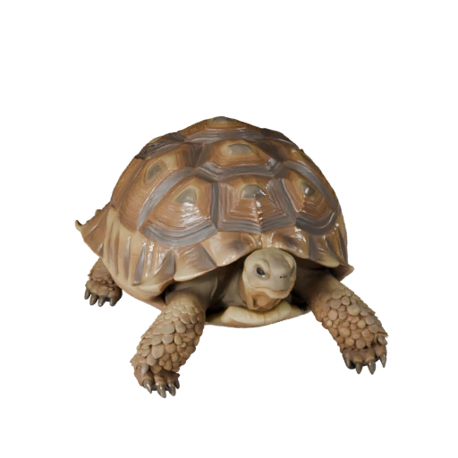 Desert Tortoise 3D Model for Blender - PBR Asset with Textures
