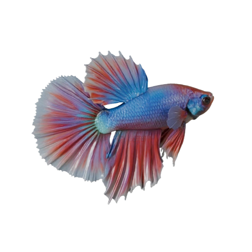 Modelo 3D de Pez Betta para Unity - Activo Listo para Juego, FBX | Libre de Regalías