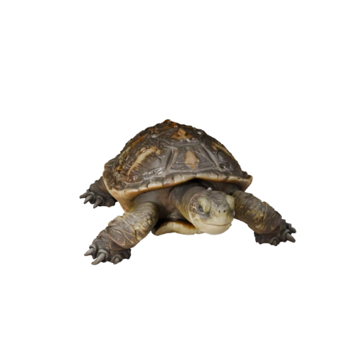 Snapping Turtle 3D Model for Blender - PBR Asset with Textures
