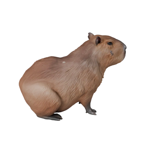 Modèle 3D de Capybara pour Unity - Actif prêt pour le jeu, FBX | Libre de droits