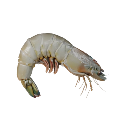 Shrimp 3D Model for Blender - PBR Asset with Textures | Royalty-Free