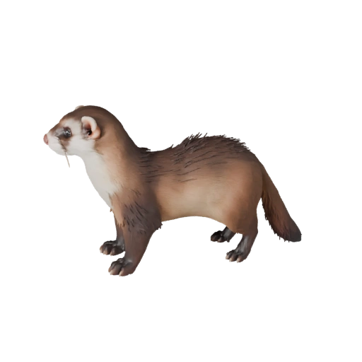 Realistisches Frettchen 3D-Modell - Rigged PBR Asset für Spiele | PBR