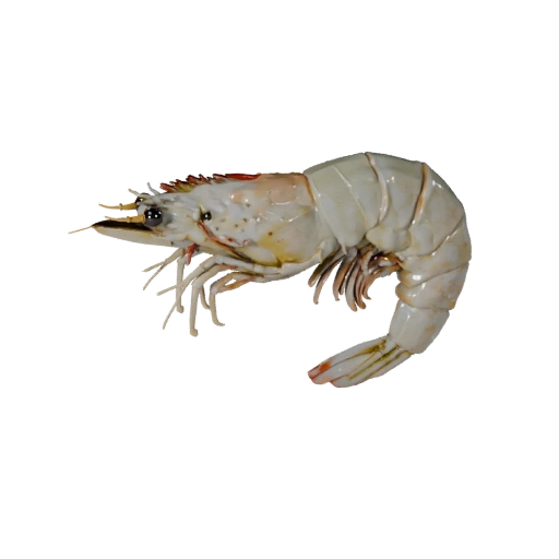 Realistic Shrimp 3D Model - Rigged PBR Asset for Games | PBR