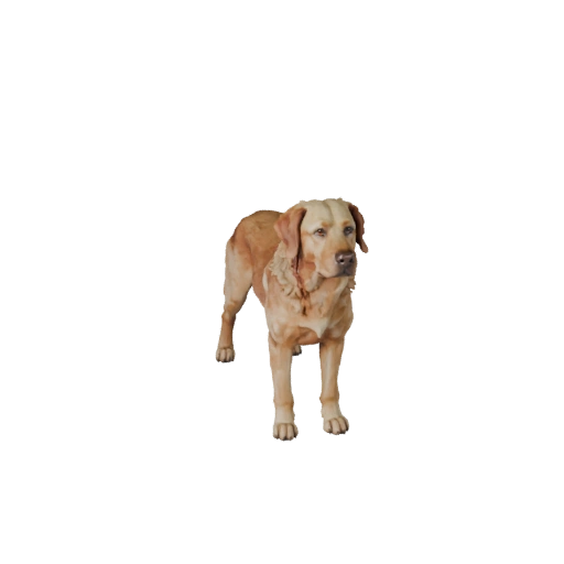 Labrador Retriever Dog 3D Model for Blender - PBR Asset | PBR