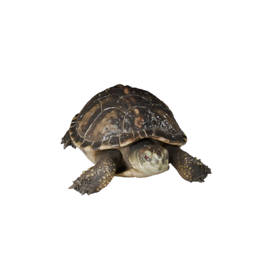 Snapping Turtle 3D Model for Unity - Game Ready Asset, FBX