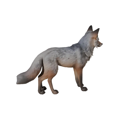 Gray Fox 3D Model for Unity - Game Ready Asset, FBX | Royalty-Free