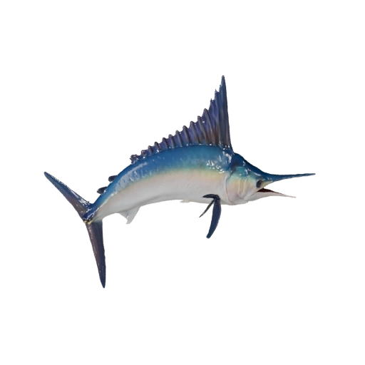 Realistischer Marlin 3D-Modell - Rigged PBR Asset für Spiele | PBR