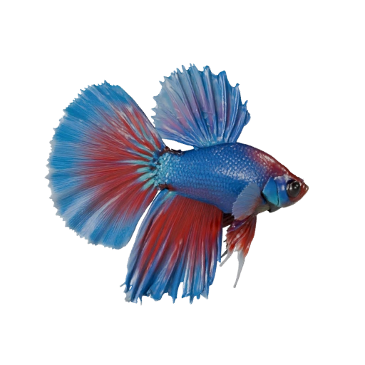 Pez Betta Realista 3D Model - Activo PBR Rigged para Juegos