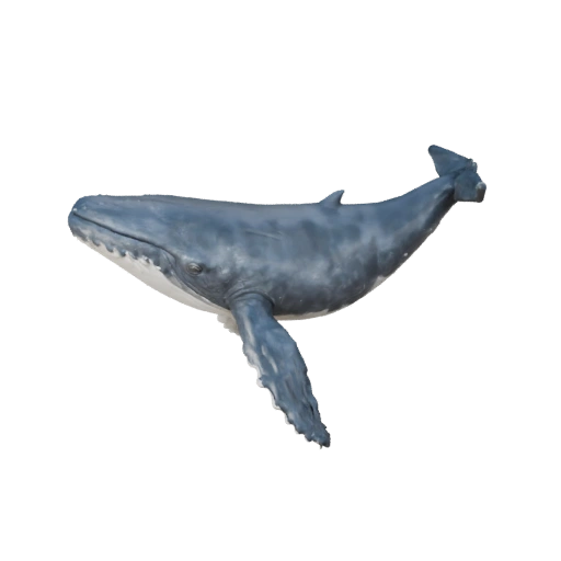 Humpback Whale 3D Model for Unity - Game Ready Asset, FBX | PBR