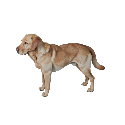 Realistic Labrador Retriever Dog 3D Model - PBR Asset fors