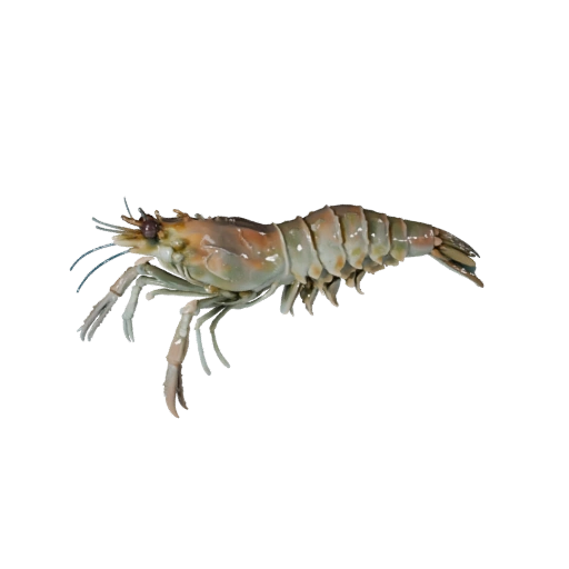 Shrimp 3D Model for Unity - Game Ready Asset, FBX | Royalty-Free