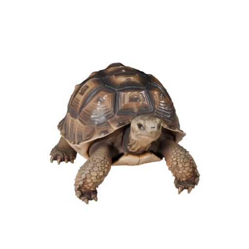 Desert Tortoise 3D Model for Unity - Game Ready Asset, FBX
