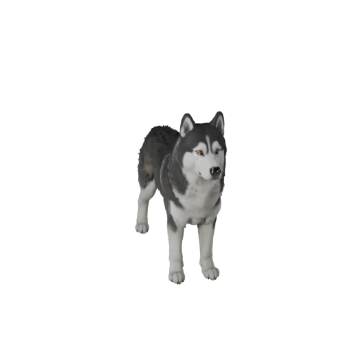 Siberian Husky Hund 3D Modell für Unity - Spielfertiges Asset, FBX