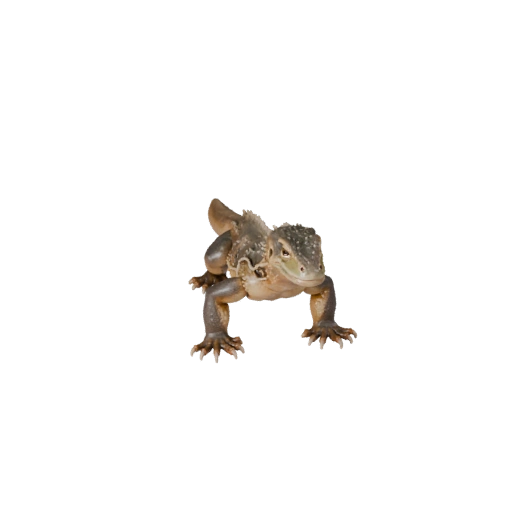Realistic Monitor Lizard 3D Model - Rigged PBR Asset for Games